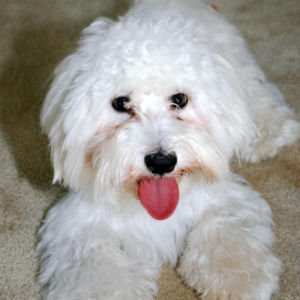 Meet your Posher, Teri